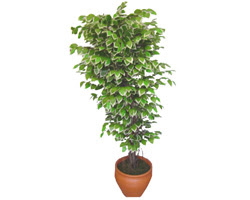 Ficus zel Starlight 1,75 cm   Kbrs uluslararas iek gnderme 