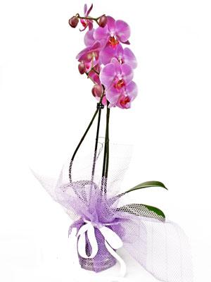  Kbrs iek online iek siparii  Kaliteli ithal saksida orkide