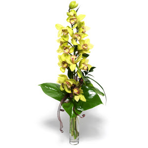  Kbrs iek yolla  cam vazo ierisinde tek dal canli orkide