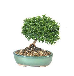 ithal bonsai saksi iegi  Kbrs 14 ubat sevgililer gn iek 