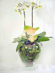  Kbrs ucuz iek gnder  Cam yada mika vazoda zel orkideler