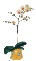  Kbrs cicekciler , cicek siparisi  Phalaenopsis Orkide ithal kalite