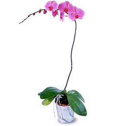  Kbrs 14 ubat sevgililer gn iek  Orkide ithal kaliteli orkide 