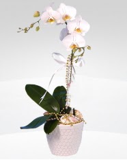 1 dallı orkide saksı çiçeği  Kıbrıs İnternetten çiçek siparişi 