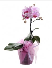 1 dal pembe orkide saks iei  Kbrs yurtii ve yurtd iek siparii 