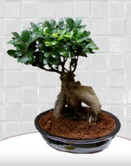 saks iei japon aac bonsai  Kbrs yurtii ve yurtd iek siparii 