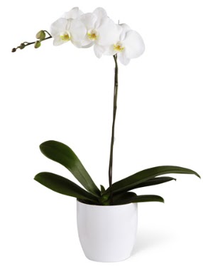 1 dall beyaz orkide  Kbrs hediye sevgilime hediye iek 