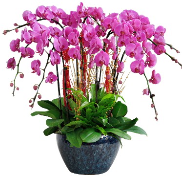 9 dall mor orkide  Kbrs hediye sevgilime hediye iek 