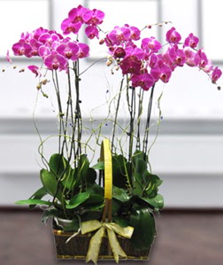 4 dall mor orkide  Kbrs online ieki , iek siparii 
