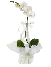1 dal beyaz orkide iei  Kbrs cicek , cicekci 