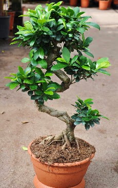 Orta boy bonsai saks bitkisi  Kbrs online iek gnderme sipari 