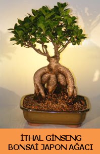 thal japon aac ginseng bonsai sat  Kbrs iek yolla 