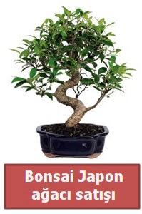 Japon aac bonsai sat  Kbrs iekiler 