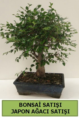 Minyatr bonsai japon aac sat  Kbrs iek gnderme 
