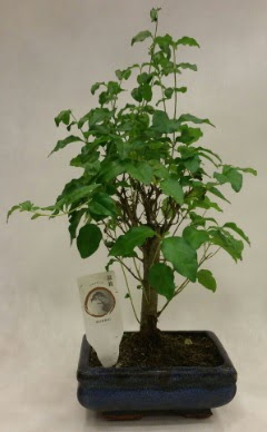 Minyatr bonsai japon aac sat  Kbrs iek , ieki , iekilik 