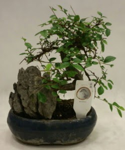 thal 1.ci kalite bonsai japon aac  Kbrs ucuz iek gnder 