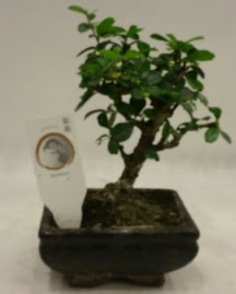 Kk minyatr bonsai japon aac  Kbrs iek sat 