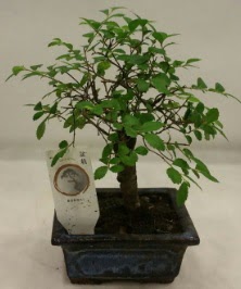 Minyatr ithal japon aac bonsai bitkisi  Kbrs ucuz iek gnder 