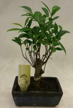 Japon aac bonsai bitkisi sat  Kbrs iek , ieki , iekilik 
