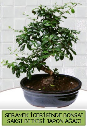 Seramik vazoda bonsai japon aac bitkisi  Kbrs iekiler 