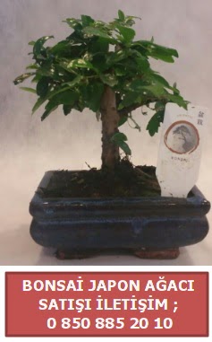 Japon aac minyar bonsai sat  Kbrs ucuz iek gnder 