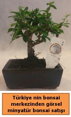 Japon aac bonsai sat ithal grsel  Kbrs ieki telefonlar 