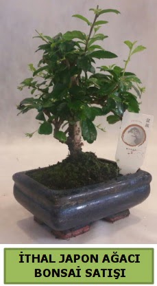 thal japon aac bonsai bitkisi sat  Kbrs iek , ieki , iekilik 