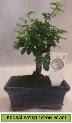 Minyatr bonsai aac sat  Kbrs iek sat 