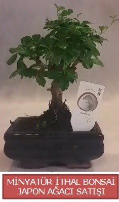Kk grsel bonsai japon aac bitkisi  Kbrs hediye iek yolla 
