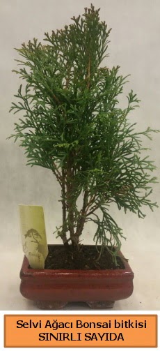 Selvi aac bonsai japon aac bitkisi  Kbrs ucuz iek gnder 