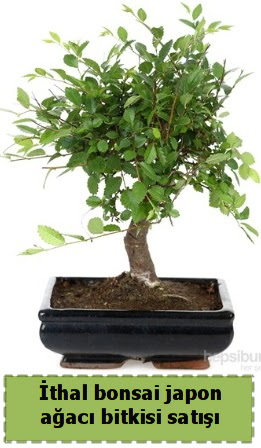 thal bonsai saks iei Japon aac sat  Kbrs iek yolla 
