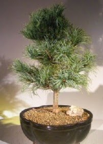 am aac bonsai bitkisi sat  Kbrs ieki maazas 