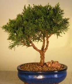 Servi am bonsai japon aac bitkisi  Kbrs ieki telefonlar 