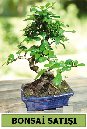 am bonsai japon aac sat  Kbrs ucuz iek gnder 