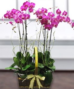 7 dall mor lila orkide  Kbrs iek gnderme 