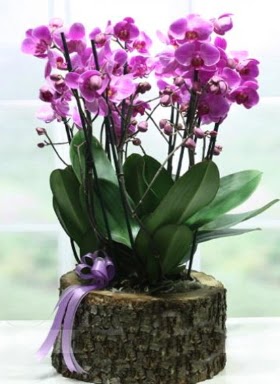 Ktk ierisinde 6 dall mor orkide  Kbrs ieki maazas 