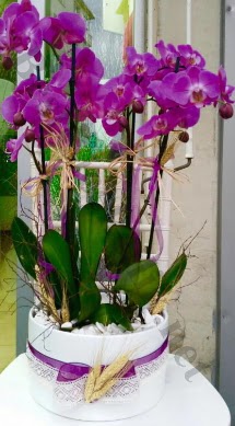 Seramik vazoda 4 dall mor lila orkide  Kbrs cicekciler , cicek siparisi 