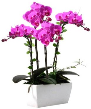 Seramik vazo ierisinde 4 dall mor orkide  Kbrs ucuz iek gnder 