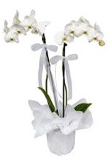 2 dall beyaz orkide  Kbrs online ieki , iek siparii 