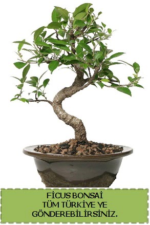 Ficus bonsai  Kbrs iek gnderme 
