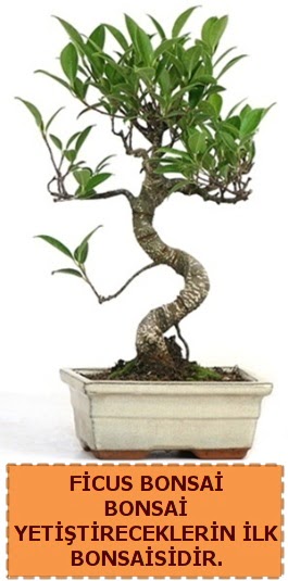 Ficus bonsai 15 ile 25 cm arasndadr  Kbrs ieki telefonlar 