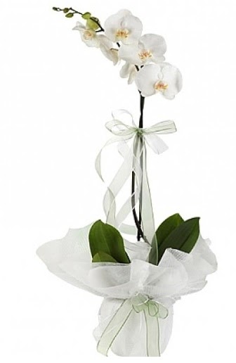 Tekli Beyaz Orkide  Kbrs iek siparii sitesi 