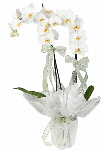 ift Dall Beyaz Orkide  Kbrs iek online iek siparii 
