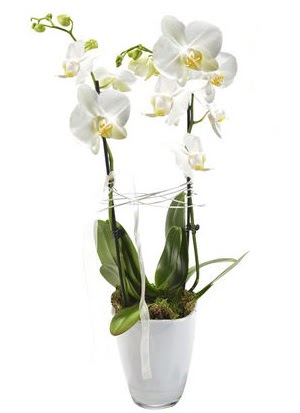 2 dall beyaz seramik beyaz orkide sakss  Kbrs iek gnderme 