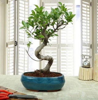 Amazing Bonsai Ficus S thal  Kbrs online iek gnderme sipari 