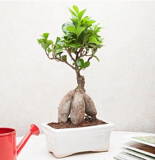 Exotic Ficus Bonsai ginseng  Kbrs kaliteli taze ve ucuz iekler 
