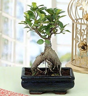 Appealing Ficus Ginseng Bonsai  Kbrs iek online iek siparii 