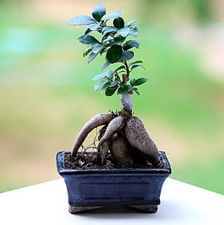 Marvellous Ficus Microcarpa ginseng bonsai  Kbrs cicek , cicekci 
