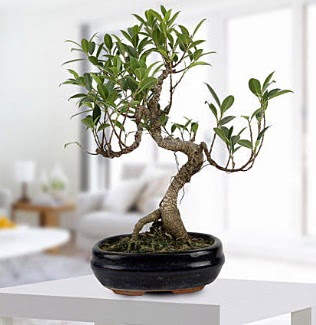 Gorgeous Ficus S shaped japon bonsai  Kbrs iek yolla , iek gnder , ieki  