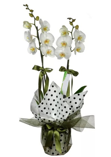 ift Dall Beyaz Orkide  Kbrs hediye sevgilime hediye iek 